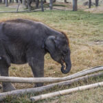 2024-10 - Népal - J11 - Parc National de Chitwan - 118